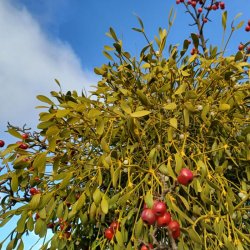 Mistelten <br><i>Viscum album </i>