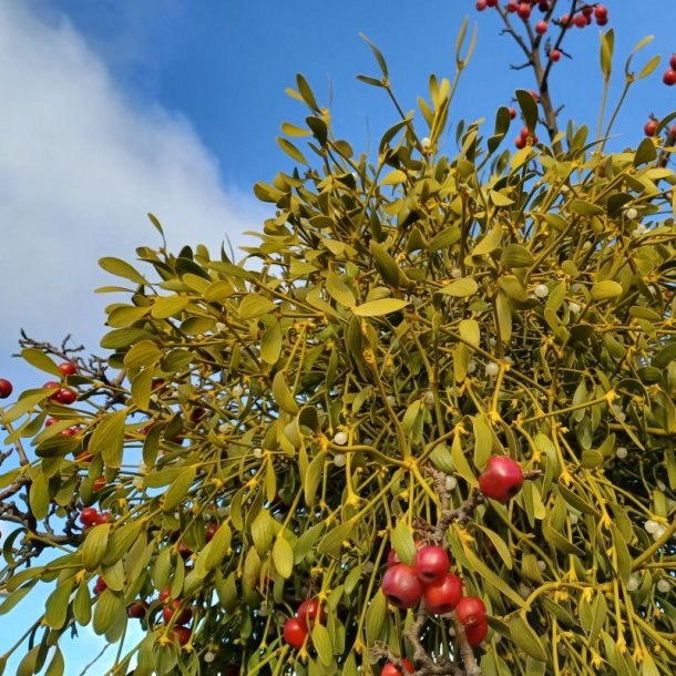 Mistelten <br><i>Viscum album </i>