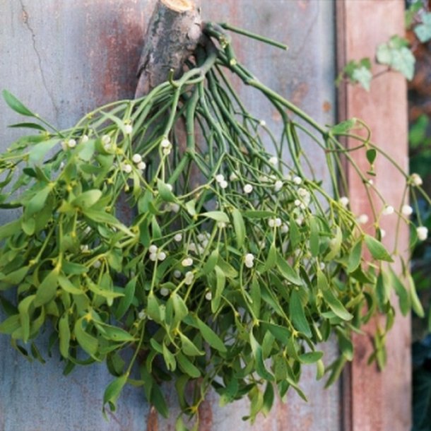 Mistelten <br><i>Viscum album </i>