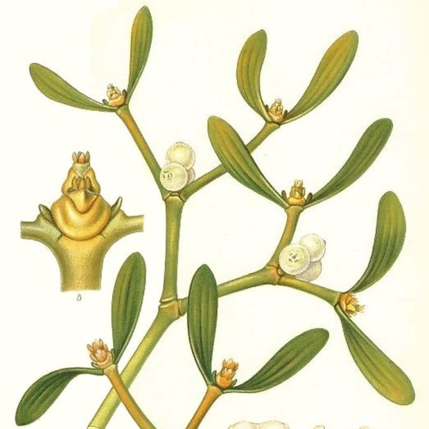 Mistelten <br><i>Viscum album </i>