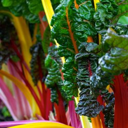 Bladbede 'Mix' <br><i>Beta vulgaris var. cicla/flavescens </i>