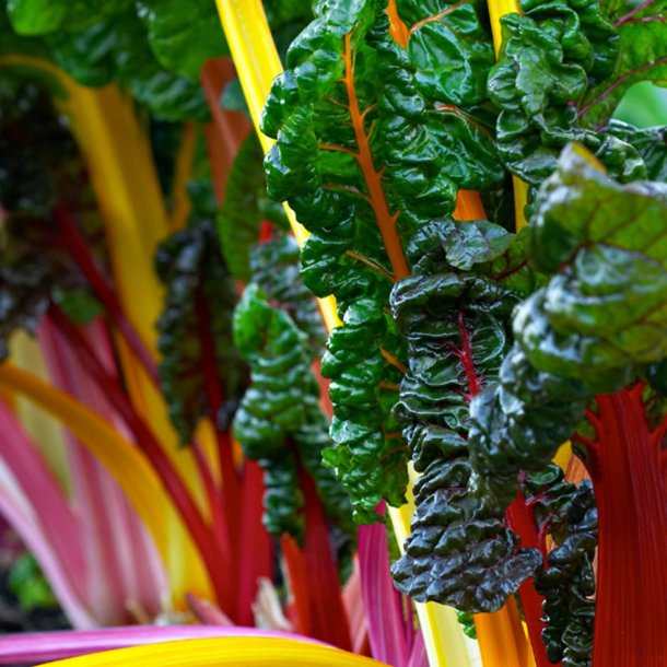Bladbede 'Mix' <br><i>Beta vulgaris var. cicla/flavescens </i>