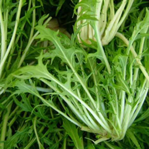 Mizuna, grn<br>Sheriff F1<br><i>Brassica rapa spp. nipposinica</i>