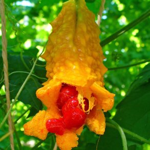 Balsamble, <br>bitteragurk, karela <br><i>Momordica charantia </i>