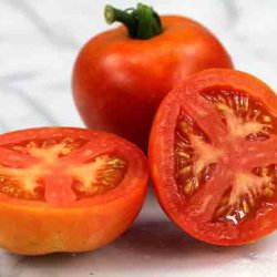 Tomat <br>'Moneymaker' <br><i>Lycopersicon esculentum</i>