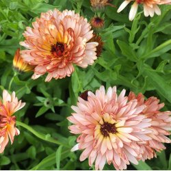Morgenfrue <br>'Orange Flash' <br><i>Calendula officinalis </i>