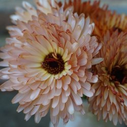 Morgenfrue <br>'Orange Flash' <br><i>Calendula officinalis </i>
