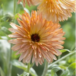 Morgenfrue <br>'Orange Flash' <br><i>Calendula officinalis </i>