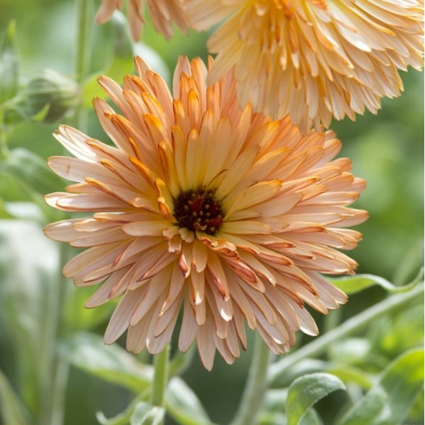 Morgenfrue <br>'Orange Flash' <br><i>Calendula officinalis </i>