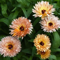 Morgenfrue <br>'Orange Flash' <br><i>Calendula officinalis </i>