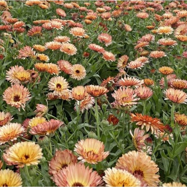 Morgenfrue <br>'Orange Flash' <br><i>Calendula officinalis </i>