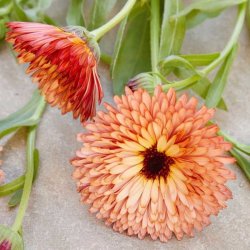Morgenfrue <br>'Orange Flash' <br><i>Calendula officinalis </i>