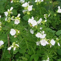 Katost, Moskus-, <br>hvid <br><i>Malva moschata </i>