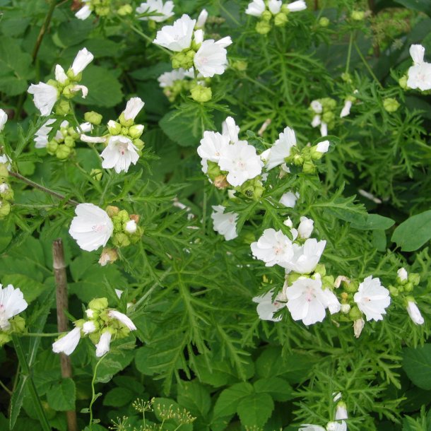Katost, Moskus-, <br>hvid <br><i>Malva moschata </i>