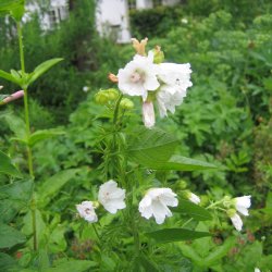 Katost, Moskus-, <br>hvid <br><i>Malva moschata </i>