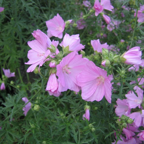 Katost, Moskus-, <br>'Pink Perfection' <br><i>Malva moschata</i>