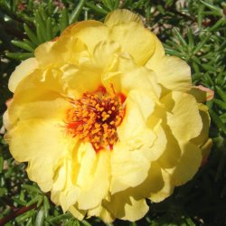 Portulakrose, <br>solportulak <br> 'Happy Trails Primrose' <br><i>Portulaca grandiflora</i>