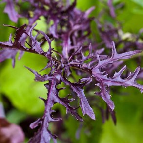 Mizuna, lilla<br>'Red Baron' F1<br><i>Brassica rapa spp. nipposinica</i>