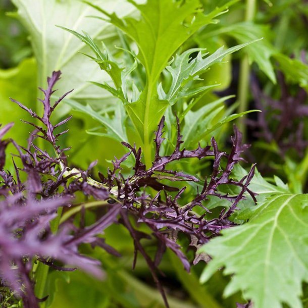 Mizuna, lilla<br>'Red Baron' F1<br><i>Brassica rapa spp. nipposinica</i>