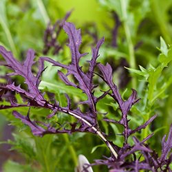 Mizuna, lilla<br>'Red Baron' F1<br><i>Brassica rapa spp. nipposinica</i>