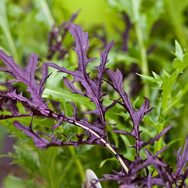 Mizuna, lilla<br>'Red Baron' F1<br><i>Brassica rapa spp. nipposinica</i>