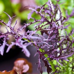 Mizuna, lilla<br>'Red Baron' F1<br><i>Brassica rapa spp. nipposinica</i>