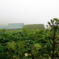 Kvan <br><i>Angelica archangelica</i><br><br>