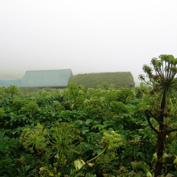 Kvan <br><i>Angelica archangelica</i><br><br>