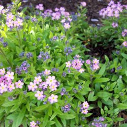 Forglemmigej, <br>Skov- <br>'Victoria Rose'<br><i>Myosotis sylvatica</i><br>