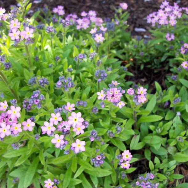 Forglemmigej, <br>Skov- <br>'Victoria Rose'<br><i>Myosotis sylvatica</i><br>