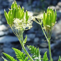 Aniskl, <br>sdskrm<br><i>Myrrhis odorata </i>