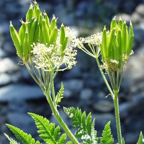 Aniskl, <br>sdskrm<br><i>Myrrhis odorata </i>