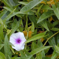 Vandspinat, <br> Entsai <br><i>Ipomoea aquatica</i><br>