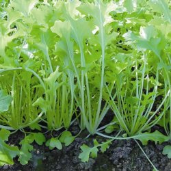 Namenia,  <em>Stielmus</em><br><i>Brassica rapa var. nipposinica</i>