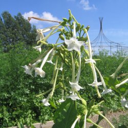 Tobak, <br>Narcis- <br><i>Nicotiana sylvestris </i>