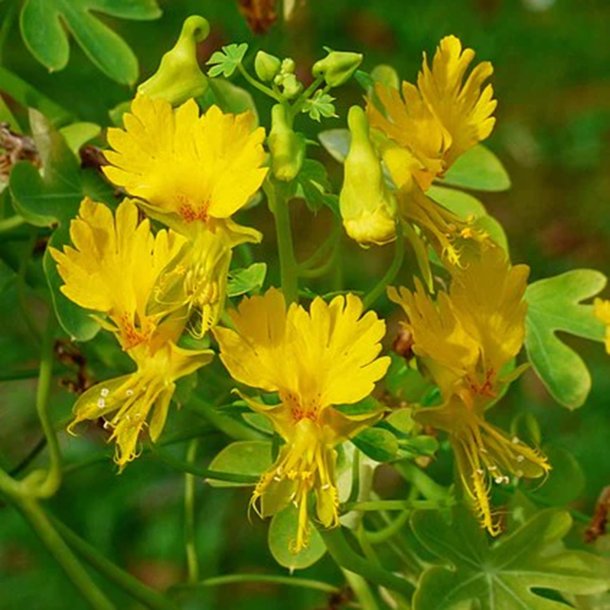 Sommerfuglekarse <br>'Canary Creeper' <i>Tropaeolum peregrinum </i>