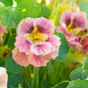 Tallerkensm�kker <br>'Ladybird Rose' <br><i>Tropaeolum minus </i>