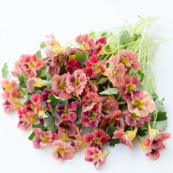 Tallerkensm�kker <br>'Ladybird Rose' <br><i>Tropaeolum minus </i>