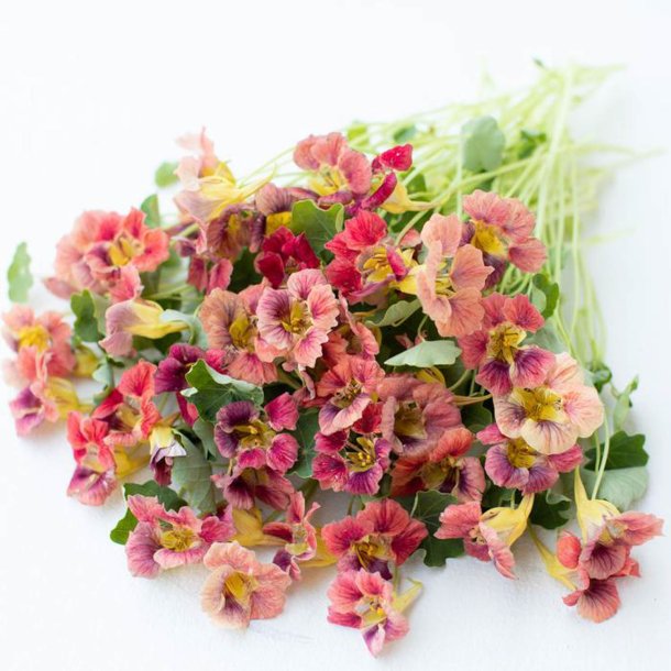 Tallerkensm�kker <br>'Ladybird Rose' <br><i>Tropaeolum minus </i>
