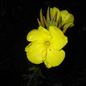 Natlys, <br>torig <br><i>Oenothera biennis </i>