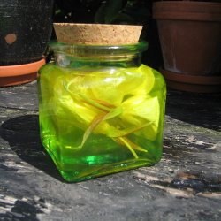 Natlys, <br>torig <br><i>Oenothera biennis </i>