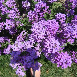 Natviol, <br>Velduftende aftenstjerne <br>'Violet' - <br><i>Hesperis matronalis </i>