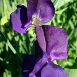 Lathyrus, rteblomst 'Mammoth Mix' <br><i>Lathyrus odoratus</i>