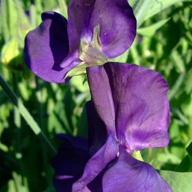 Lathyrus, rteblomst <br>'Mammoth Navy Blue' <br><i>Lathyrus odoratus</i>