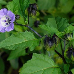 Kantbger, Leanderklokke <br><i>Nicandra physalodes </i>