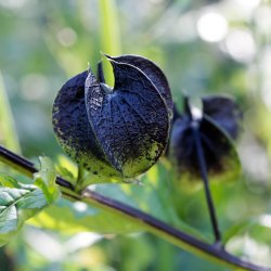 Kantbger, Leanderklokke <br><i>Nicandra physalodes </i>