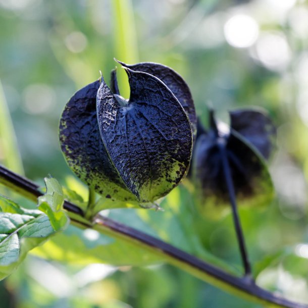 Kantbger, Leanderklokke <br><i>Nicandra physalodes </i>
