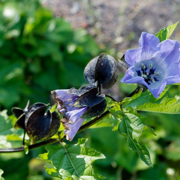 Kantbger, Leanderklokke <br><i>Nicandra physalodes </i>