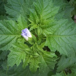 Kantbger, Leanderklokke <br><i>Nicandra physalodes </i>