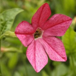 Tobak, Purpur- <br>'Perfume Bright Rose' F1 <br><i>Nicotiana x sanderae</i>